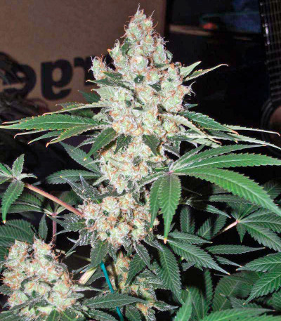 Diesel fem (Dinafem Seeds) семена конопли