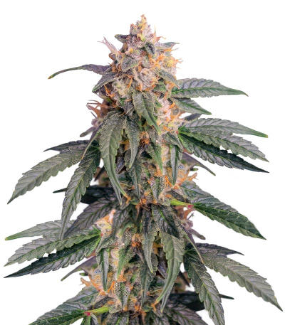 Ghost Chem OG Autoflower fem (Seedkeepers) семена конопли