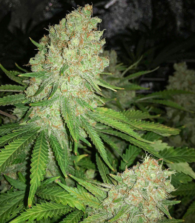 Grandmommy Purple fem семена конопли