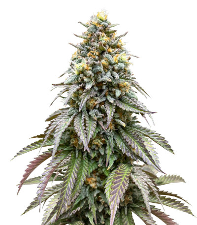 Lemonpaya fem (FastBuds) семена конопли