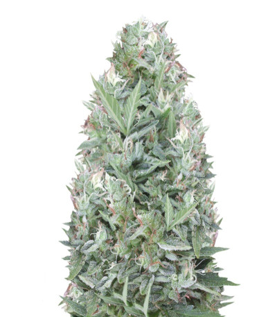 Niagara Auto fem (Doctor’s Choice) семена конопли