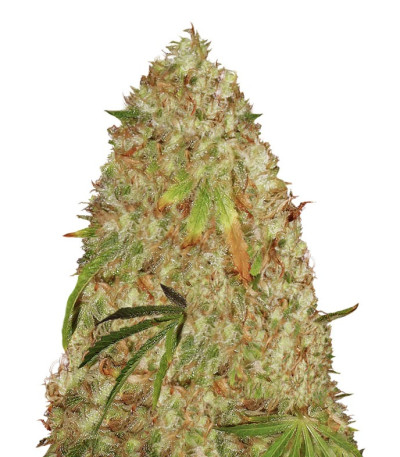 Night Night fem (KFC Seeds) семена конопли