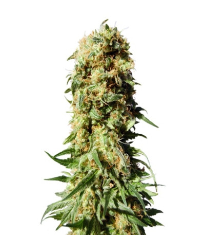 Original Berry fem (Kannabia Seed Company) семена конопли