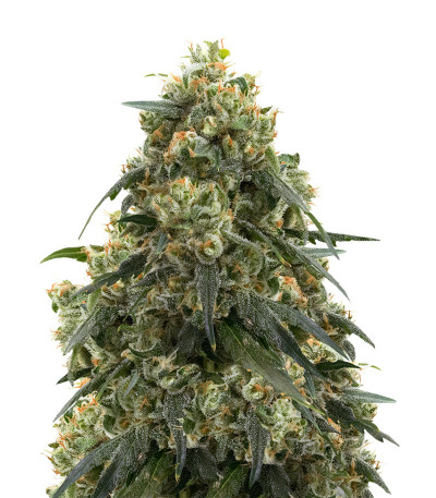 Russian Gold fem (Anaconda Seeds) семена конопли