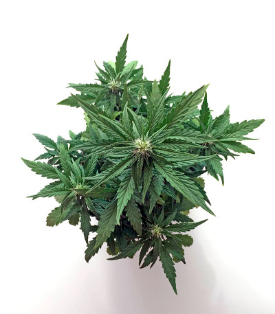 Roadrunner Autoflowering fem семена конопли