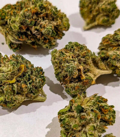 RudeBoi OG F1 fem (Seedkeepers) семена конопли