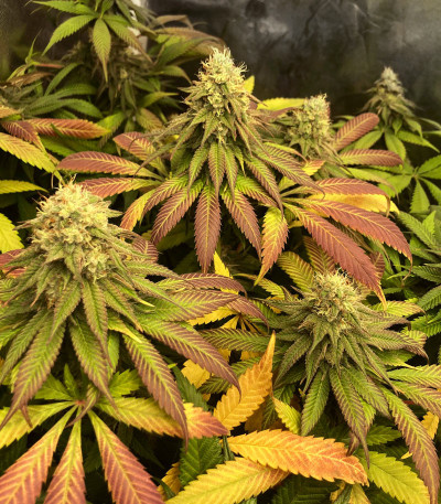 Runtz Punch fem (Herbies Seeds) семена конопли