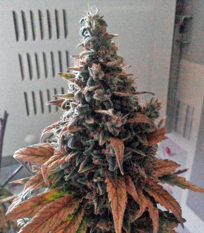 Satori цветение сорта