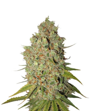 Special Kush 1 fem (Royal Queen Seeds) семена конопли