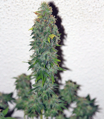 Turbo Bud Auto fem семена конопли