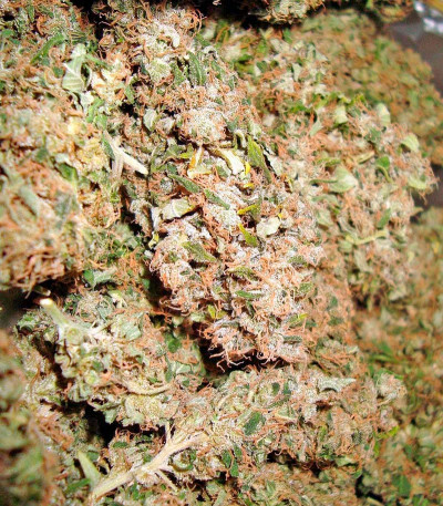 White Rhino fem (Nirvana Seeds) семена конопли