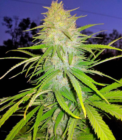 Allkush fem (Paradise Seeds) семена конопли