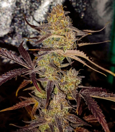 Gorilla Punch Auto fem (FastBuds) семена конопли