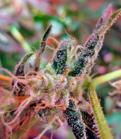 Jack 47 fem (Sweet Seeds) семена конопли