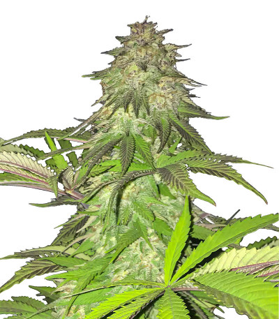 Lord Kush fem (Delicious Seeds) семена конопли