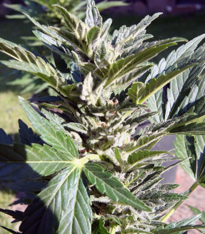 Lowryder Auto fem (Doctor's Choise) семена конопли