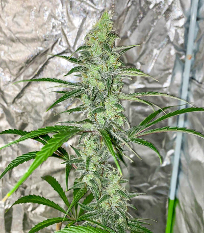 Auto Gelato #33 fem (Advanced Seeds) семена конопли