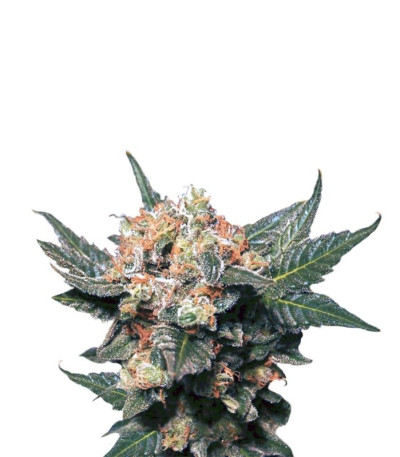 Big Band fem семена конопли