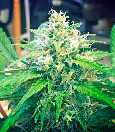 Blue Mystic fem (Nirvana Seeds) семена конопли