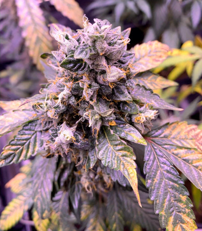 Bubba Slush fem (Green House Seeds) семена конопли