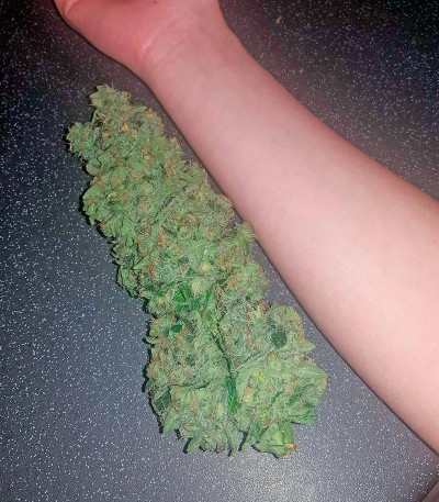 Bubba Kush fem (Humboldt Seeds) семена конопли