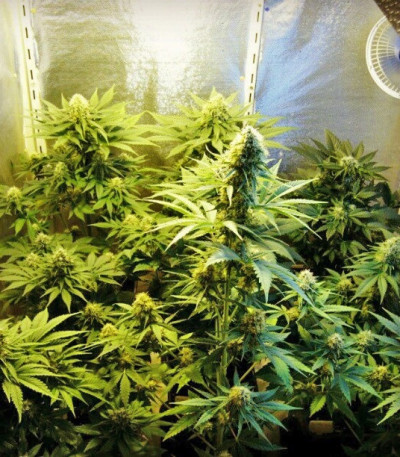 BubbleGummer fem (Female Seeds) семена конопли