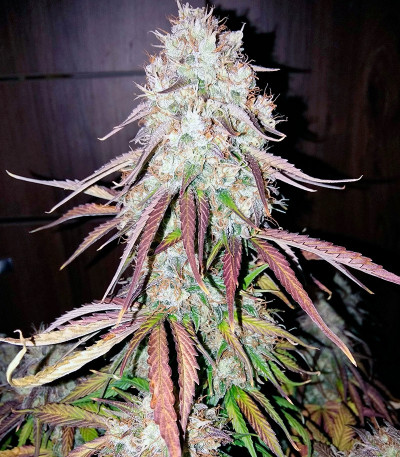 Bubble Kush Automatic fem (Royal Queen Seeds) семена конопли