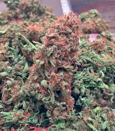 Bubblelicious reg (Nirvana Seeds) семена конопли