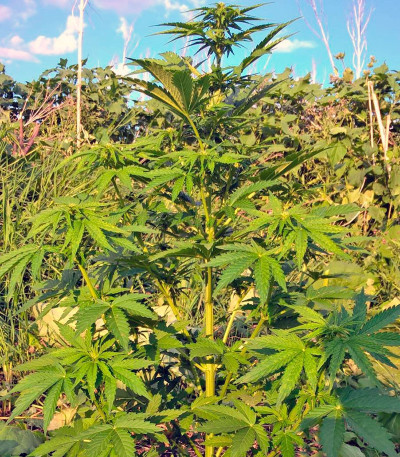 CBD Auto White Widow fem (Dutch Passion) семена конопли