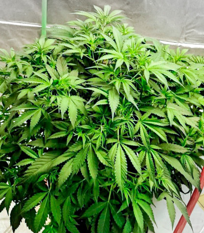 Deepforest Super Auto fem (Doctor’s Choice) семена конопли