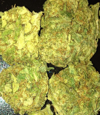 Grand Master Kush reg (Sumo Seeds) семена конопли