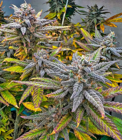 Jack Herer fem (Seedkeepers) семена марихуаны