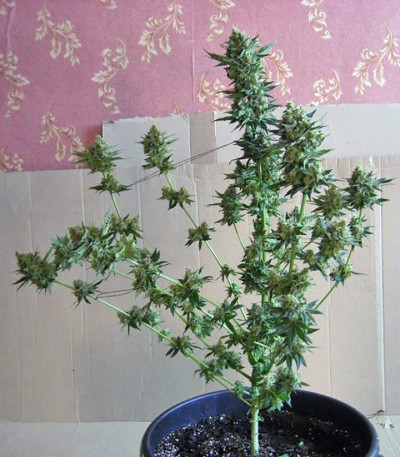Jacky White fem (Paradise Seeds) семена конопли