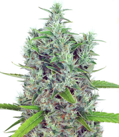 Kali Mist reg (Serious Seeds) семена конопли