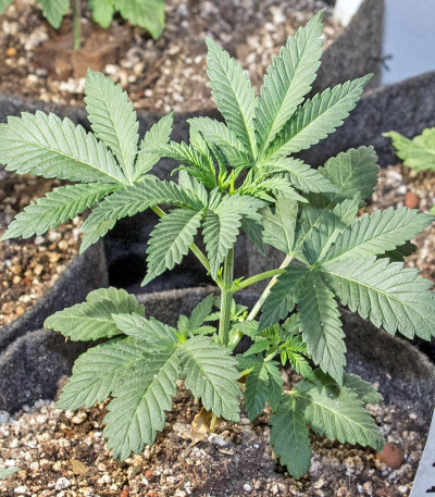 Kush-N-Cheese fem семена конопли