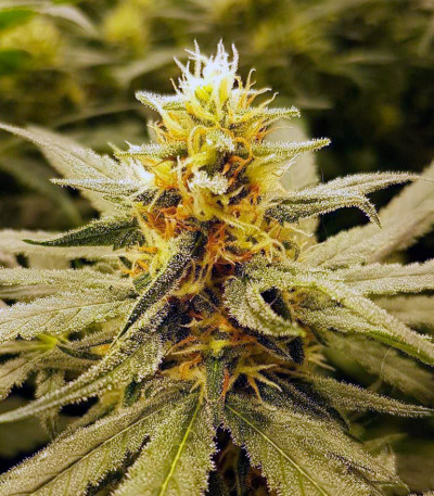 Northern Lights fem (Vision Seeds) семена конопли