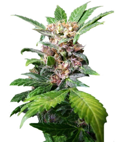 Purple Ryder auto reg (Joint Doctor) семена конопли