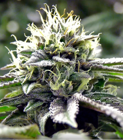 Remo Chemo fem (Dinafem Seeds) семена конопли