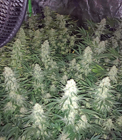 Big Bud (Snow White) reg (Nirvana Seeds) семена конопли