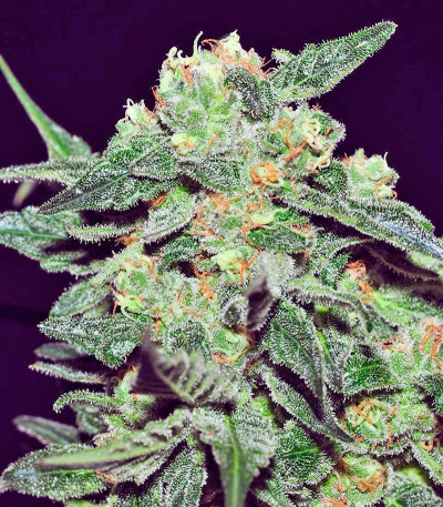 Space fem (World of Seeds) семена конопли