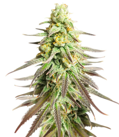 Sugar Black Rose Early Version fem (Delicious Seeds) семена конопли
