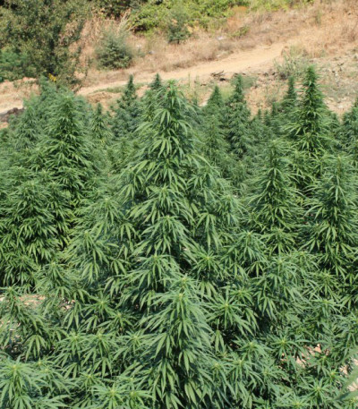 Super Skunk fem (Vision Seeds) семена конопли