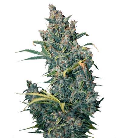 Tundra fem семена конопли