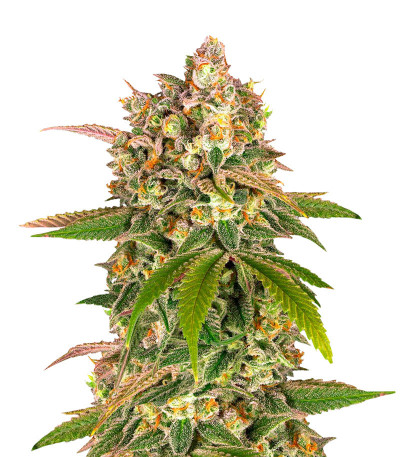 Lemon Tree от Barney's Farm семена конопли