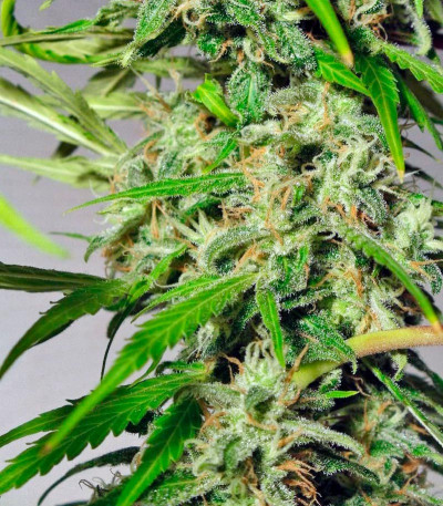 Sweet Tai fem (Sweet Seeds) семена конопли