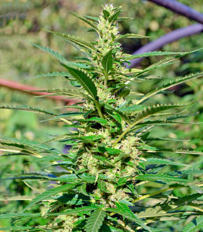 Autoflowering White Russian #1 fem (Serious Seeds) семена конопли