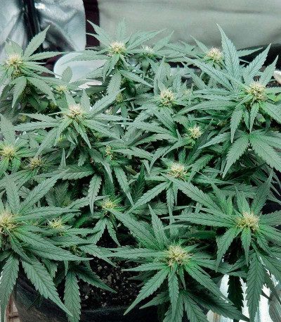Blueberry Kush Automatic fem (Nirvana Seeds) семена конопли