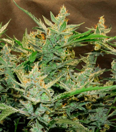 Flash Babylon Auto fem (Samsara Seeds) семена конопли