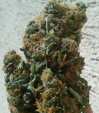 Auto Ak fem (Female Seeds) семена конопли