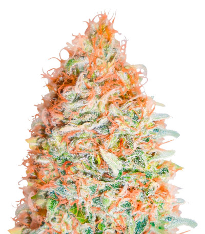 Banana Cookies fem (Advanced Seeds) семена конопли